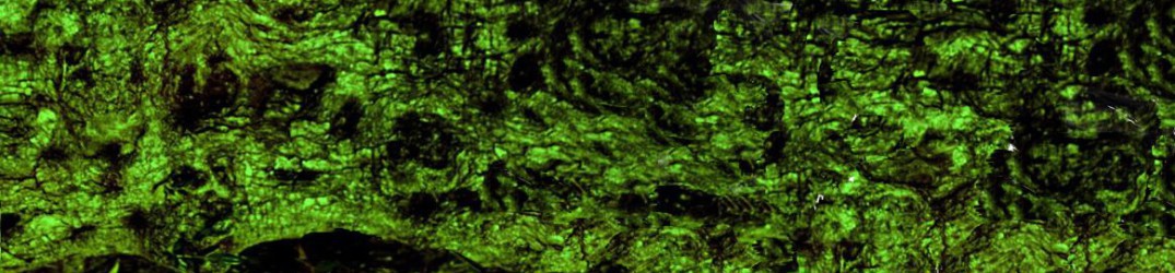 Swamp Witch: “The Slithering Bog” interamente in streaming
