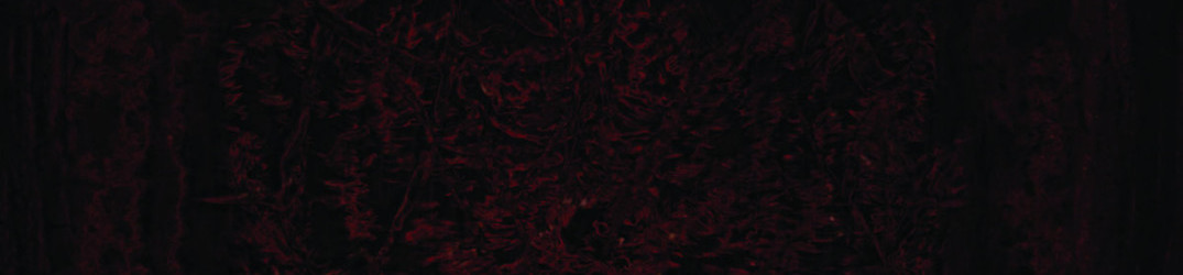 Impetuous Ritual: ancora un brano dal nuovo album “Blight Upon Martyred Sentience”