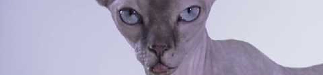 Hideous Divinity: online il video music ufficiale di ‘Feeding Off the Blind’