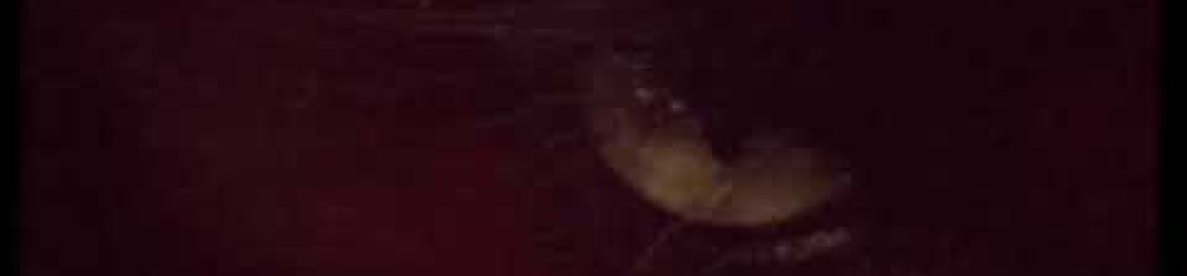 Loincloth: pubblicato il video ufficiale di ‘Bestial Infernal’