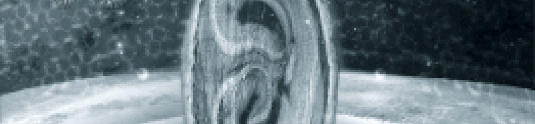 The Negative Bias: “Lamentation of the Chaos Omega” in full streaming