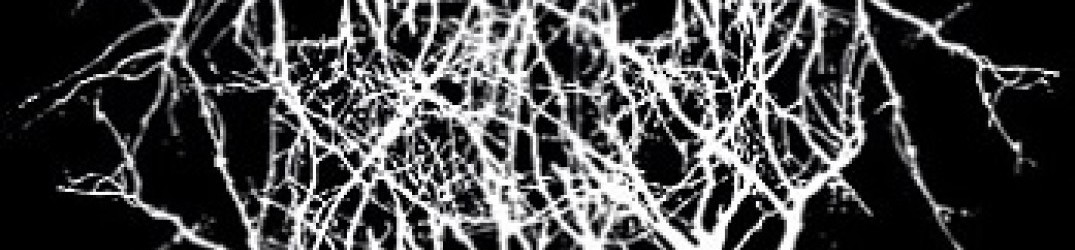 Entropy Created Consciousness: l’ultimo album “Impressions of the Morning Star” in full streaming