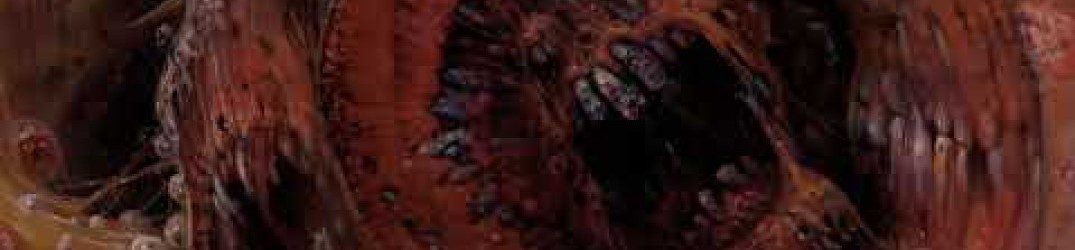 Hyperdontia: in streaming ‘Aura of Flies’ dal debut album “Nexus of Teeth”