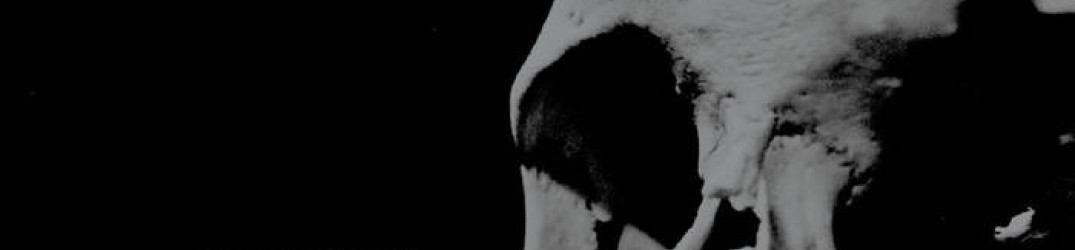 Essenz: pubblicato in streaming integrale il nuovo album “Manes Impetus”