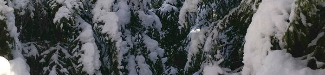 Örnatorpet: ascolta ‘Över Frusen Mark – I’, brano tratto dal disco “Hymner Från Snökulla”