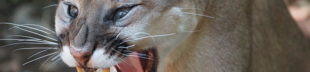 Metallica: donna canadese mette in fuga un puma con un loro brano