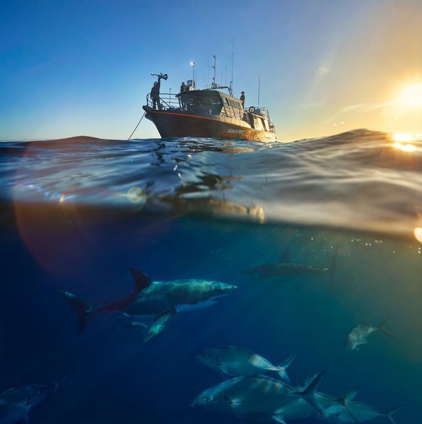 0 Airbnb SharkExp Boat