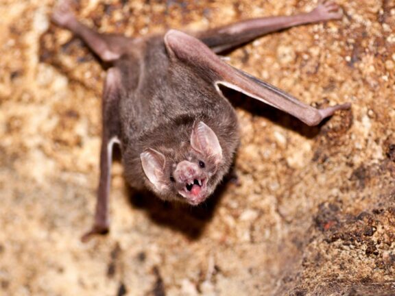 Il pipistrello è un death metaller nato: lo sapete che è capace di ruggire in growl?!