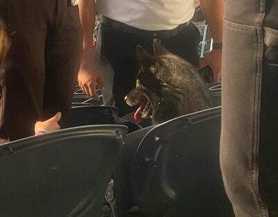 Metallica: cane scappa di casa e assiste all’intero concerto di Los Angeles